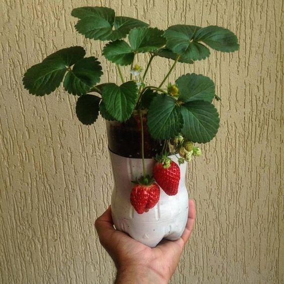 Inspirace na jarní, zahradní tvoření: Využijte obyčejnou PET lahev!