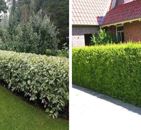 Zahradní živé ploty: 60 krásných možností thují