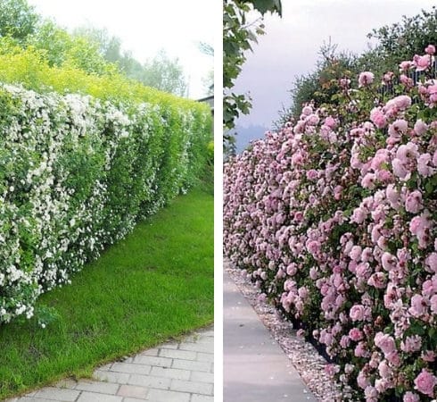 Zahradní živé ploty: 60 krásných možností thují