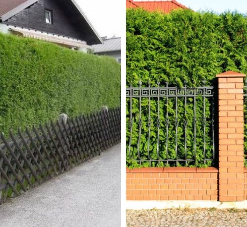 Zahradní živé ploty: 60 krásných možností thují