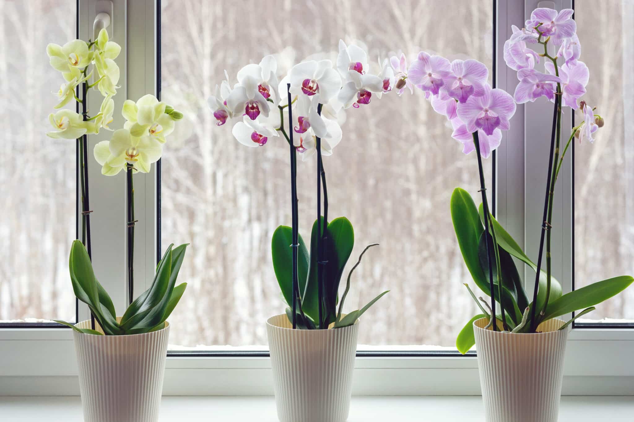 nádherné orchideje: tajné tipy pro úspěšnou péči o tuto krásnou rostlinu