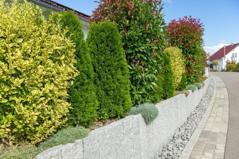 Zahradní živé ploty: 60 krásných možností thují