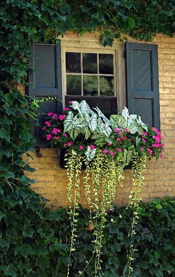 Přeměňte své truhlíky a květináče v krásné dekorace na parapety: 40+ inspirací