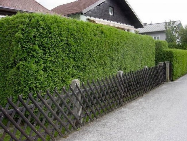 Zahradní živé ploty: 60 krásných možností thují