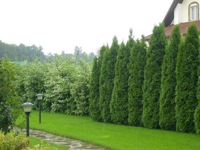 Živé ploty z tújí: 50 nenáročných možností oplocení