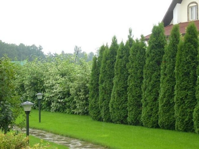 Zahradní živé ploty: 60 krásných možností thují