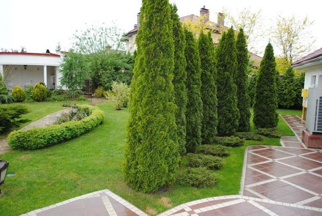 Zahradní živé ploty: 60 krásných možností thují