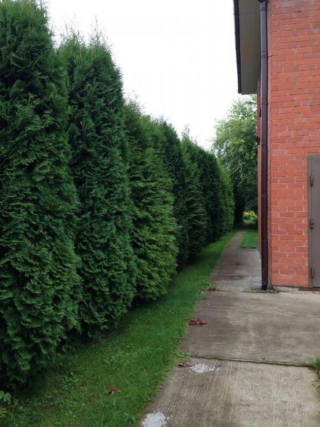 Zahradní živé ploty: 60 krásných možností thují