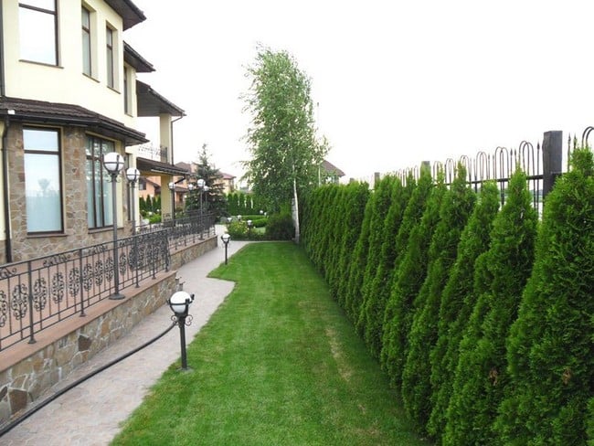 Zahradní živé ploty: 60 krásných možností thují