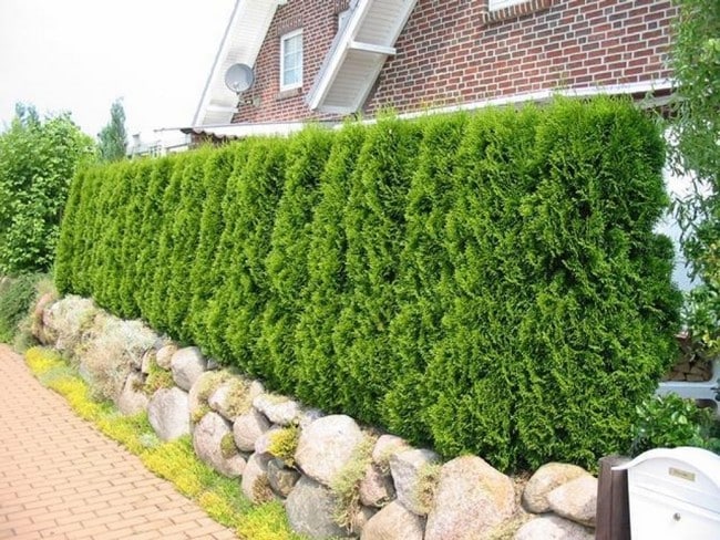 Zahradní živé ploty: 60 krásných možností thují