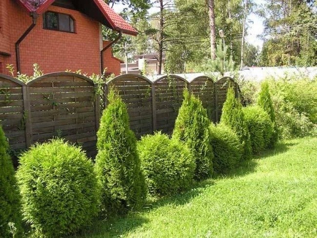 Zahradní živé ploty: 60 krásných možností thují