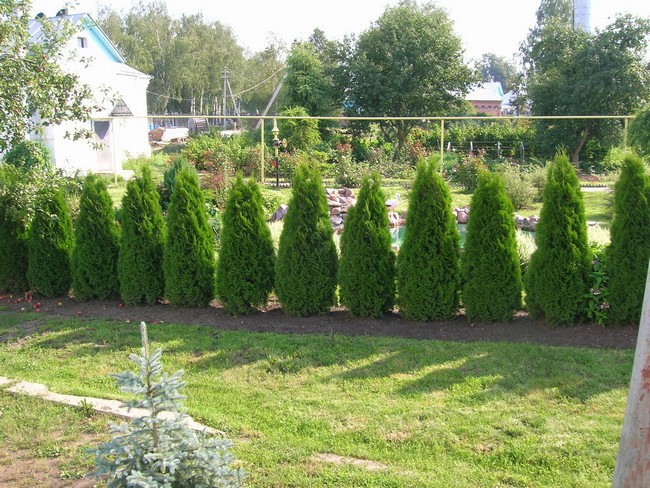 Živé ploty z tújí: 50 nenáročných možností oplocení