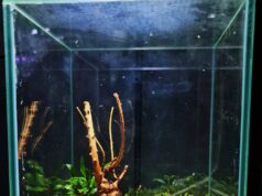 Krab poustevníček doma: 15 snadných DIY nápadů na jeho perfektní habitat