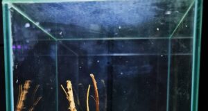 Krab poustevníček doma: 15 snadných DIY nápadů na jeho perfektní habitat