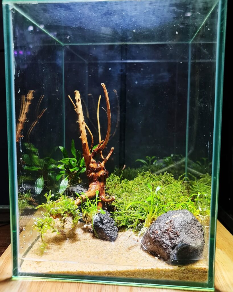 Krab poustevníček doma: 15 snadných DIY nápadů na jeho perfektní habitat