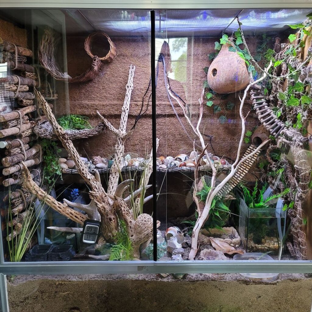 Krab poustevníček doma: 15 snadných DIY nápadů na jeho perfektní habitat