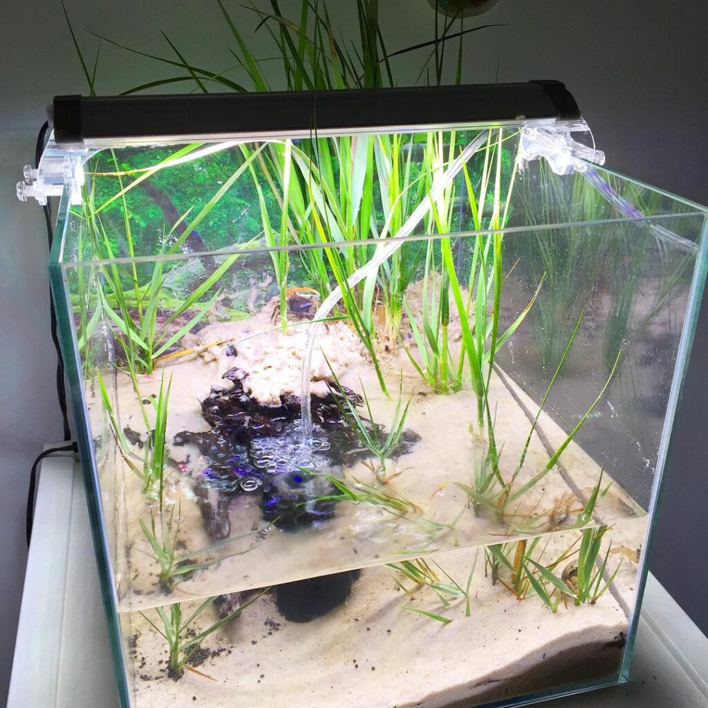 Krab poustevníček doma: 15 snadných DIY nápadů na jeho perfektní habitat