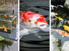 Zahradní rybník pro ryby: 40+ krásných a praktických řešení