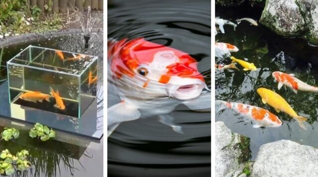 Zahradní rybník pro ryby: 40+ krásných a praktických řešení