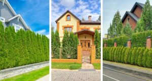 Zelená stěna z tújí: 30 inspirací pro soukromí i estetiku