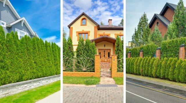 Zelená stěna z tújí: 30 inspirací pro soukromí i estetiku