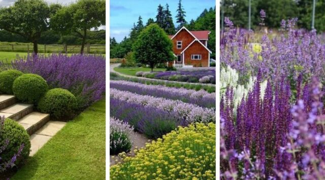 Nádherné záhony s levandulí a šalvějí: 30 inspirací pro vaši zahradu