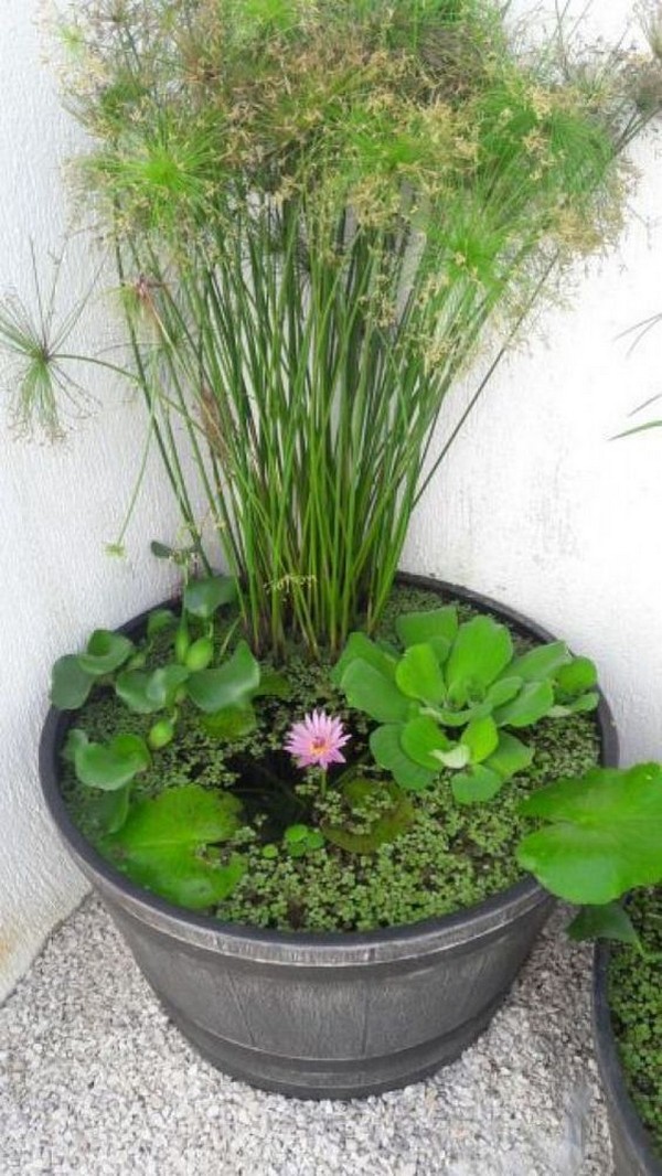 Mini jezírka bez výkopu: 40 DIY inspirací do nádob pro terasu, dvůr i balkon