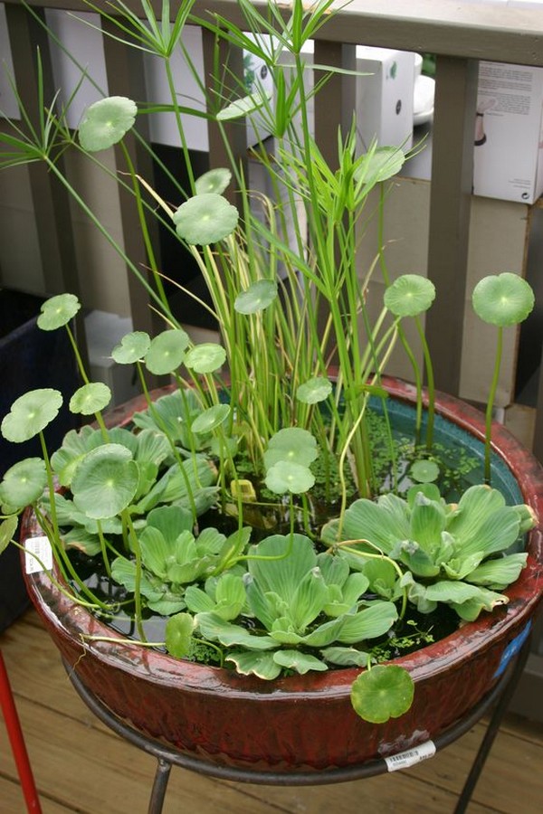 Mini jezírka bez výkopu: 40 DIY inspirací do nádob pro terasu, dvůr i balkon