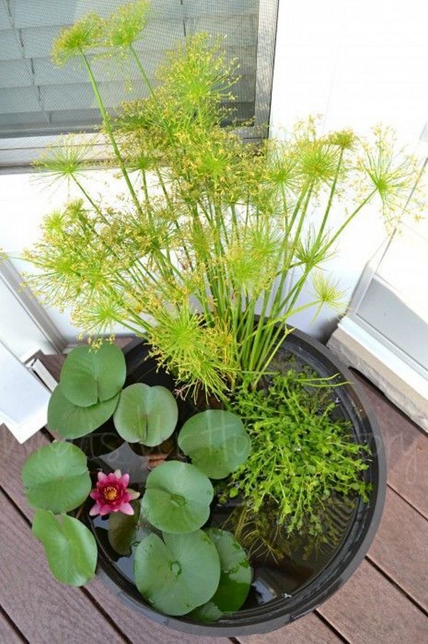 Mini jezírka bez výkopu: 40 DIY inspirací do nádob pro terasu, dvůr i balkon