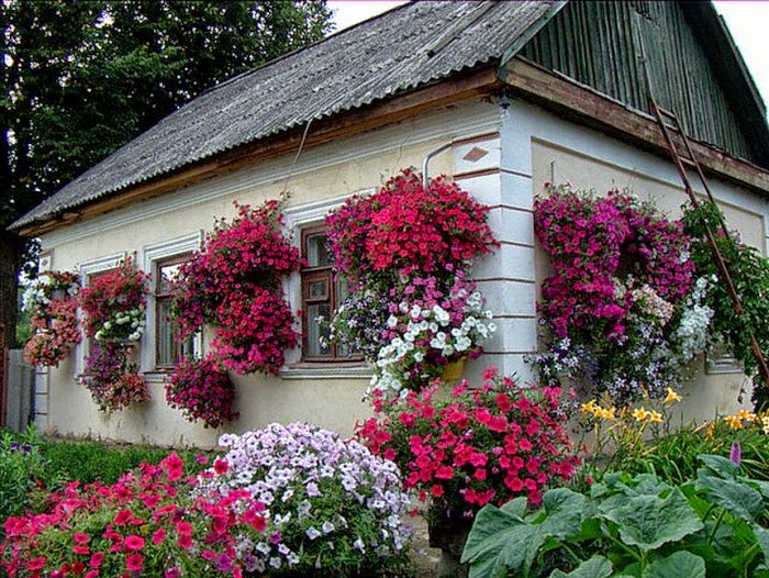 Závěsné květiny v hlavní roli: 35+ inspirací pro krásnější domov