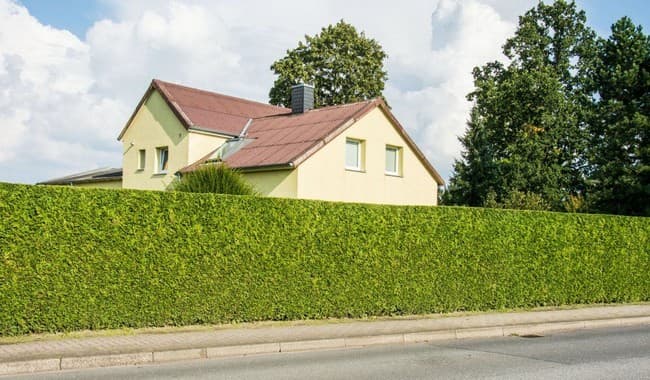 Zelená stěna z tújí: 30 inspirací pro soukromí i estetiku
