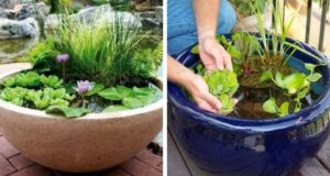 Mini jezírka bez výkopu: 40 DIY inspirací do nádob pro terasu, dvůr i balkon
