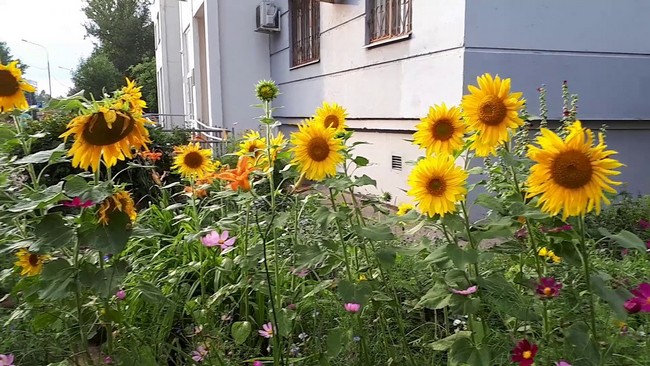 40 okouzlujících nápadů na slunečnicový záhon, které dodají zahradě kouzlo
