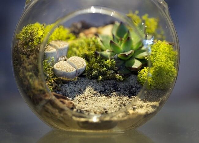 Kouzlo florárií v interiéru: 35 fotografií plných inspirace