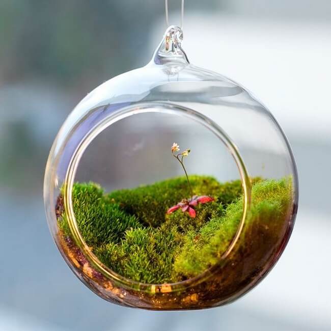 Kouzlo florárií v interiéru: 35 fotografií plných inspirace