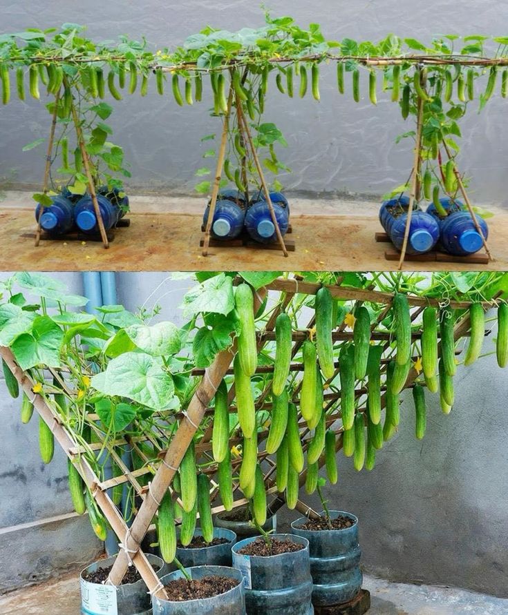 DIY pěstování okurek doma: chytré nápady pro malý prostor