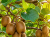 Pěstování kiwi na zahradě: Exotika, která překvapí úrodou