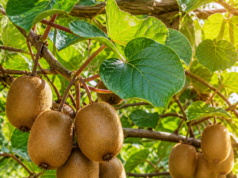 Pěstování kiwi na zahradě: Exotika, která překvapí úrodou