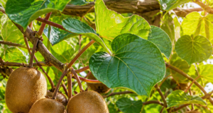 Pěstování kiwi na zahradě: Exotika, která překvapí úrodou