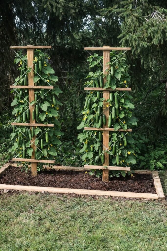 DIY pěstování okurek doma: chytré nápady pro malý prostor