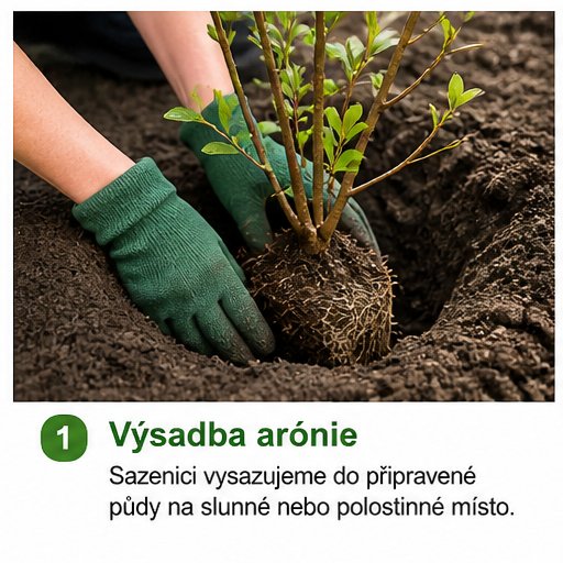 Pěstování arónie: Nenápadné ovoce plné zdraví