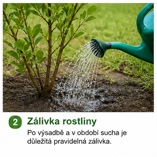 Pěstování arónie: Nenápadné ovoce plné zdraví