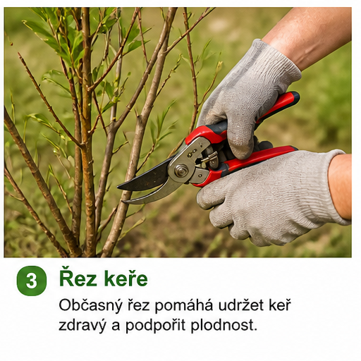 Pěstování arónie: Nenápadné ovoce plné zdraví