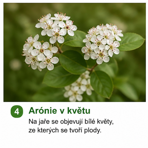 Pěstování arónie: Nenápadné ovoce plné zdraví