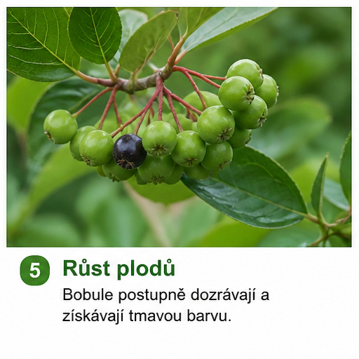 Pěstování arónie: Nenápadné ovoce plné zdraví