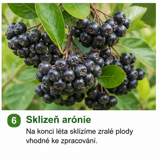 Pěstování arónie: Nenápadné ovoce plné zdraví
