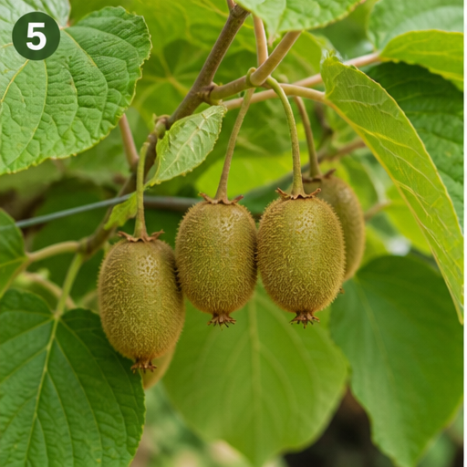 Pěstování kiwi na zahradě: Exotika, která překvapí úrodou