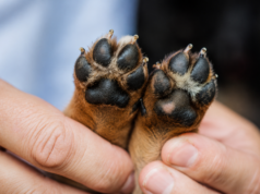 Kdy je asfalt pro psa příliš horký? Veterináři doporučují jednoduché pravidlo sedmi sekund