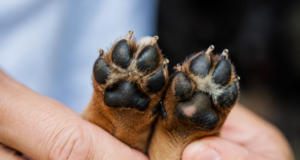 Kdy je asfalt pro psa příliš horký? Veterináři doporučují jednoduché pravidlo sedmi sekund