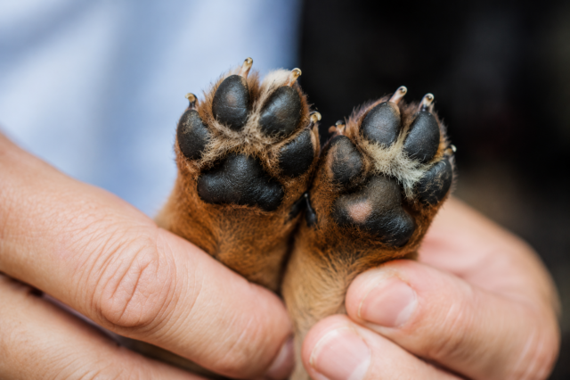 Kdy je asfalt pro psa příliš horký? Veterináři doporučují jednoduché pravidlo sedmi sekund